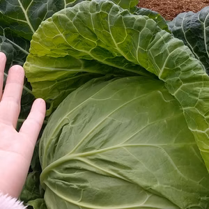 葉質の柔らかいキャベツ14キロ分