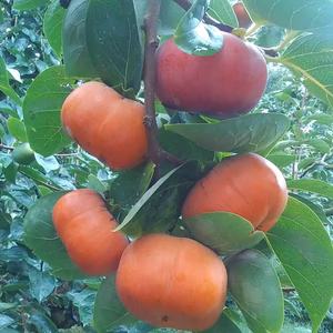 【訳あり甘柿】美味しい早秋柿、糖度12度(２kg)セット和歌山産