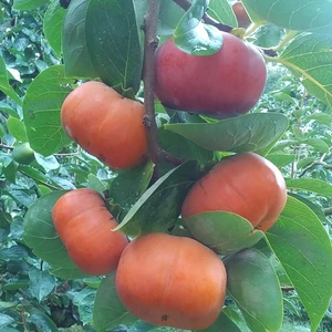 【訳あり甘柿】美味しい早秋柿、糖度12度(２kg)セット和歌山産