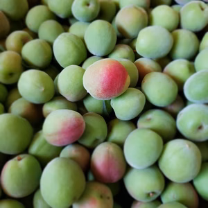 今が旬！和歌山の青梅⭐上質な芳香『翠香　すいこう』２Ｌ