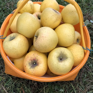 飛騨りんご（シナノゴールド）