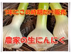 増量中600ｇ・1.1㎏【数量限定☆1か月だけ】生ニンニク　