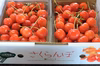 【佐藤錦】さくらんぼ　訳あり1kg