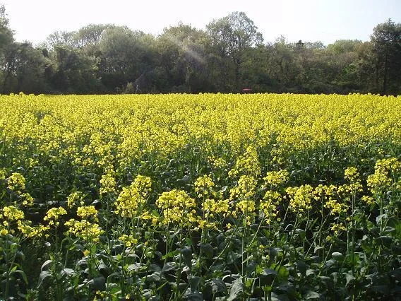 ひたちのくに　茨城県　菜の花油・ひまわり油　コールドプレス　農薬・化学肥料不使用