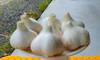 生落花生500ｇ＆ニンニク300ｇ～農薬/化学肥料・不使用