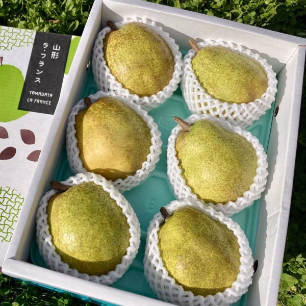 9日で終了【ラフランス専業農家が贈る】超大玉(6L)ラ・フランス 3ｋｇ６玉入り