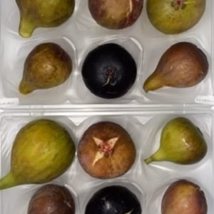 　本日の朝市❗️ 世界のイチジク食べ比べセット