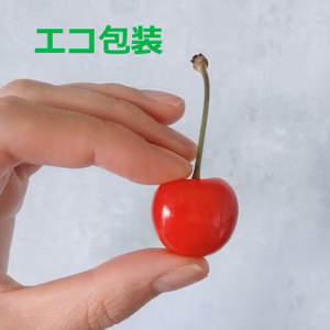 【農薬不使用】エコ包装　さくらんぼ　佐藤錦　500g【自然栽培】