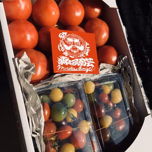 森田園芸『あっぱれとまと！』セット。