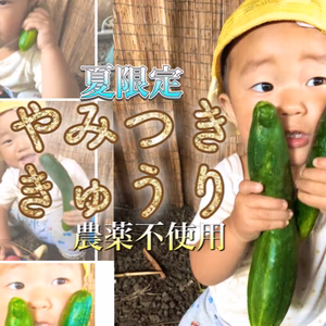 【数量限定】『やみつき』きゅうり！つまみに！おやつに！おかずに！自然栽培・固定種