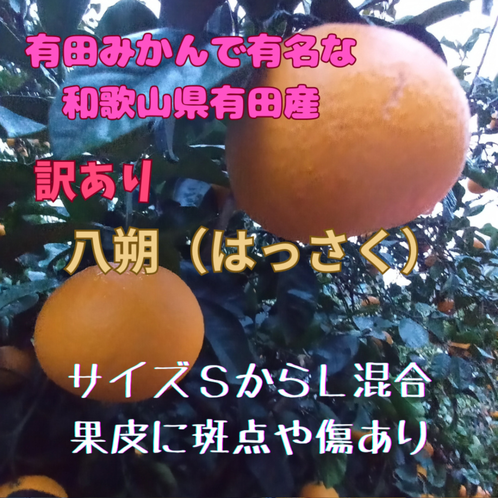 八朔　はっさく　木成り八朔　和歌山県有田産　家庭用　訳あり　サイズ混合｜果物の商品詳細｜ポケットマルシェ｜産直(産地直送)通販 -  旬の果物・野菜・魚介をお取り寄せ