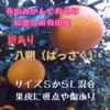 八朔　はっさく　木成り八朔　和歌山県有田産　家庭用　訳あり　サイズ混合