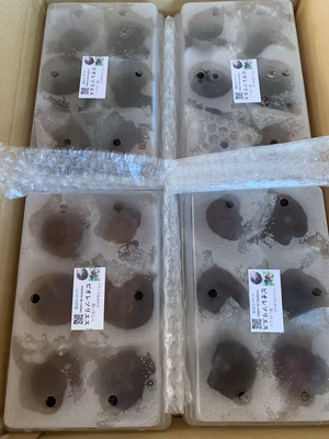 みんなの投稿の画像