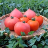 トマト 3種セット 北海道壮瞥町産  農家直送