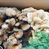 原木まいたけ&白まいたけセット