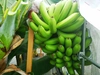 【期間限定！半額！】無農薬国産バナナB品1㌔(傷あり)