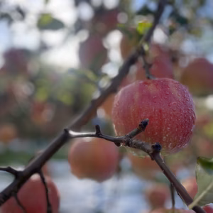 【アップルパイにも使える】サンジョナゴールド　５キロ