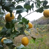 送料込み。レモン。農薬・除草剤・化学肥料不使用。