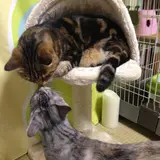 らすてぃ