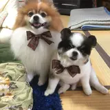 ベラ