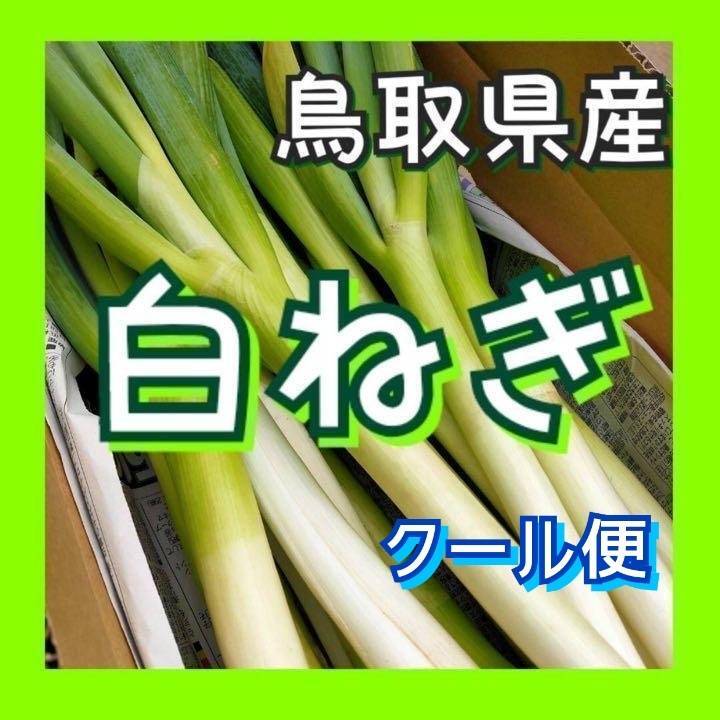 鳥取県産 白ネギ 15kg 『夏若葱』長ネギ - 野菜