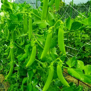 丸々太って甘～いスナップエンドウ