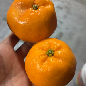 希少品種『アオポン』