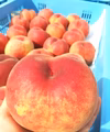 【桃を味わい尽くしたい方】園主一押し!!!旬の桃リレー♪