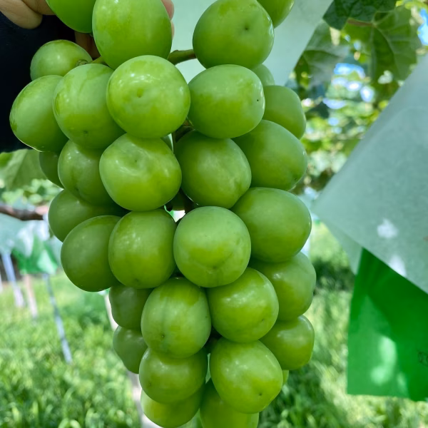 8月中旬下旬発送！シャインマスカット！お試しサイズ！