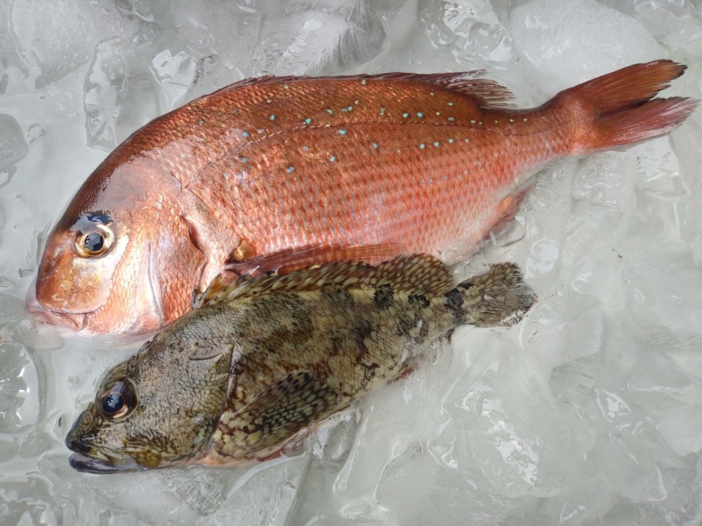 活き〆 丸のまま 日本本土最西端の海で大切に育てたカサゴ 農家漁師から産地直送の通販 ポケットマルシェ