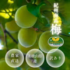 【特別栽培】 紀州南高梅 青梅/完熟梅（訳あり）