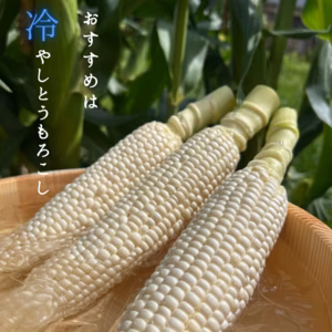 糖度は毎年20度超え!白いとうもろこし雪やこんコーン