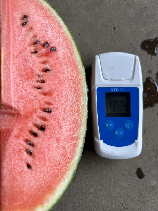 大玉すいか　7kg以上  訳あり品