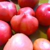 【加工用】ソース作りを楽しもう♪完熟トマト