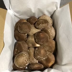 肉厚でプリプリな椎茸