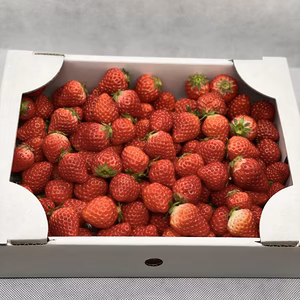 小粒苺　さがほのか