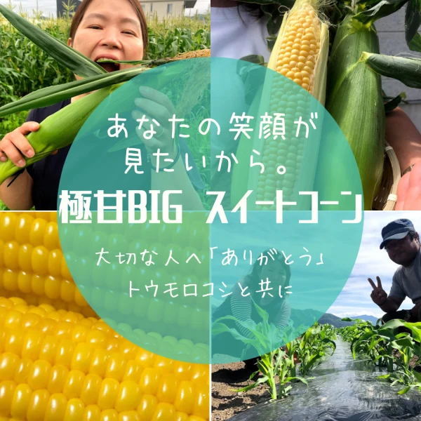 (8月　予約分)⭐️極甘⭐️新鮮朝採りトウモロコシ　生食OK