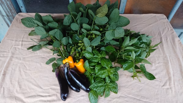 【5周年福袋】鳥取旬野菜お任せ5品+オマケのお野菜付き