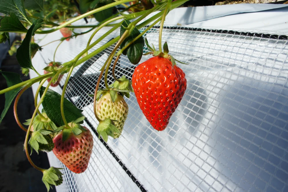 夏旬！夏いちご