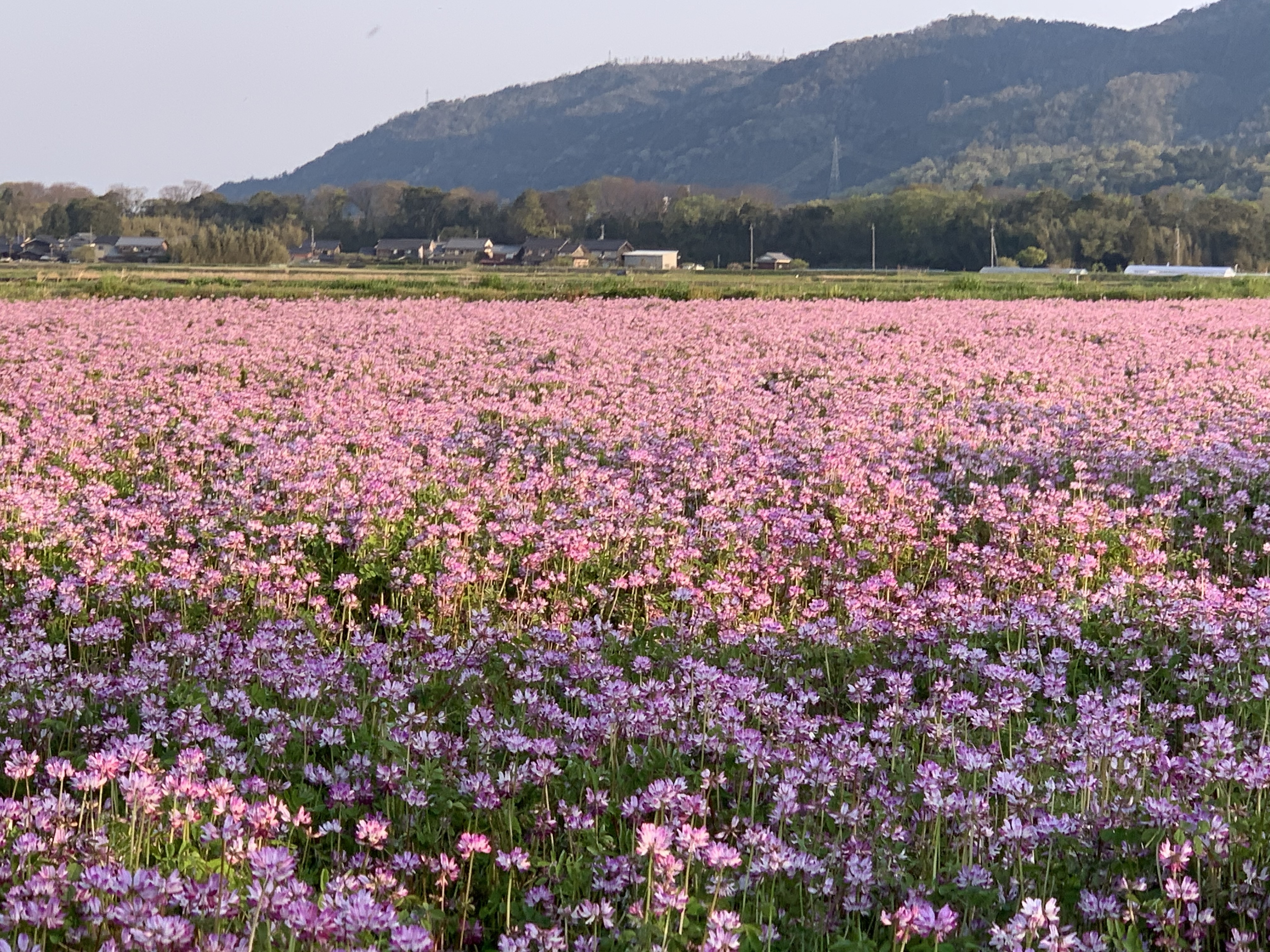 令和5年産ミルキークイーン（農薬・化学肥料不使用）｜米・穀類の商品