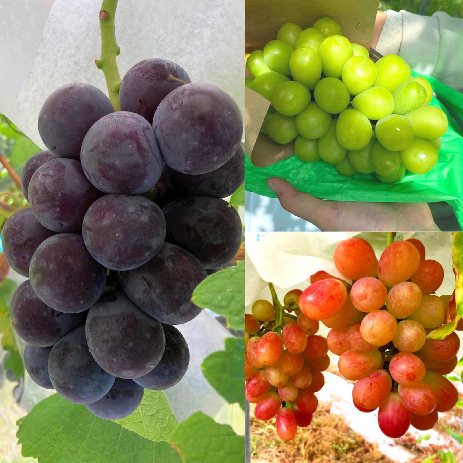 あずましずく 角田 あずましずく 角田 あづましずく ｜ ぶどう（葡萄