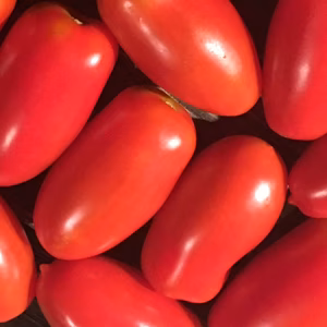 トマトソースに！サンマルツァーノリゼルバ