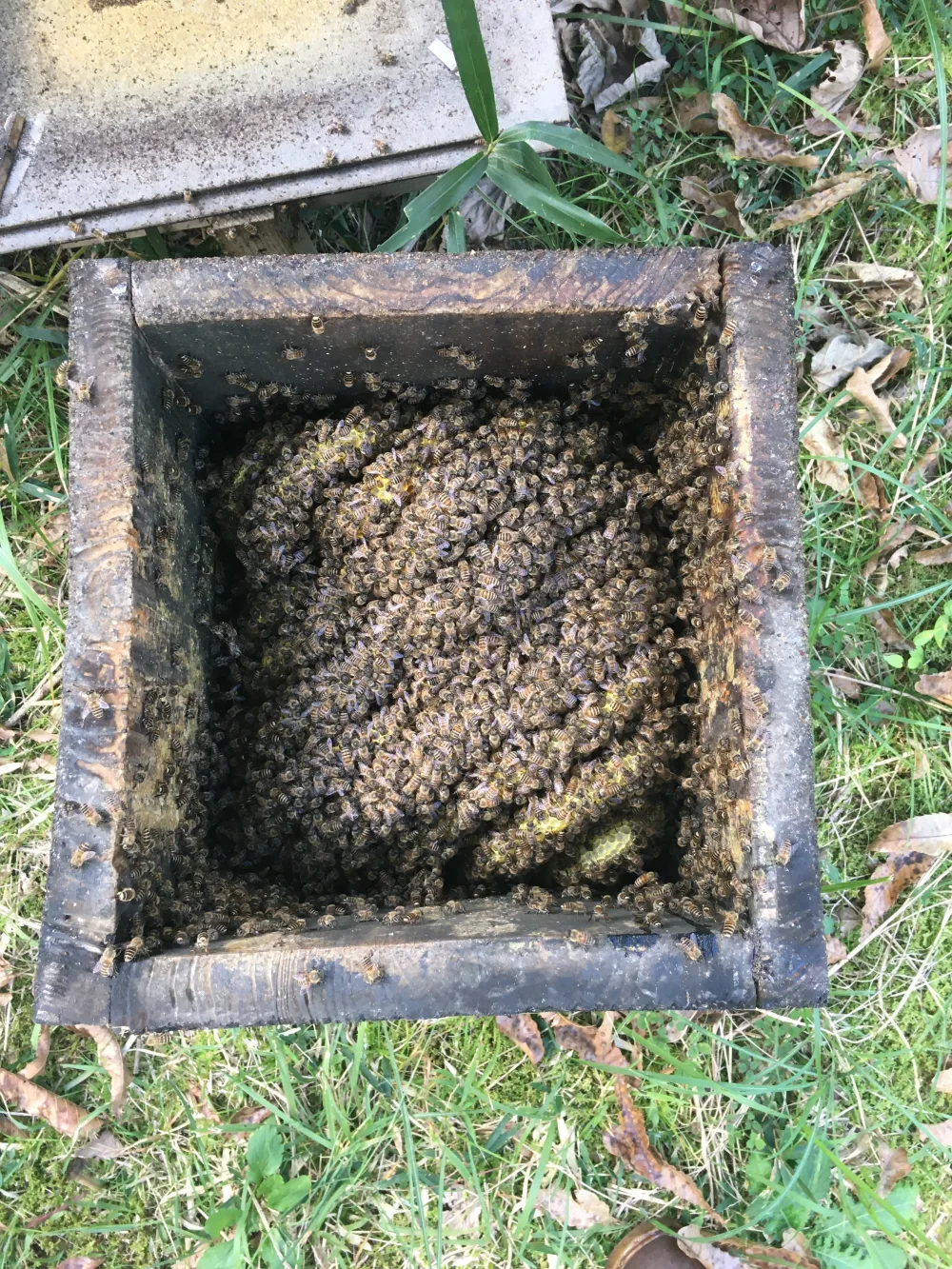 　日本蜜蜂　たれ蜜　　　　【本物志向の御客様へ】