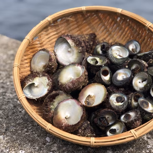しったかミナとふねつっぽがし (松島産)
