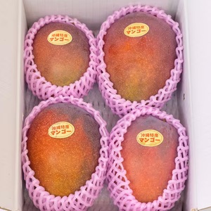 沖縄・宜野座育ちマンゴー【良品・ご自宅用・白箱入り、約1.5kg、常温発送】