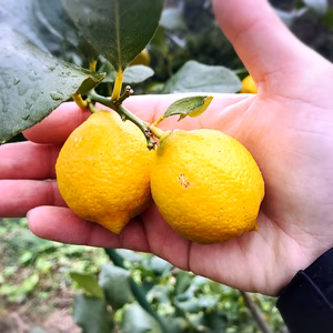 The citrus【mini LEMON】