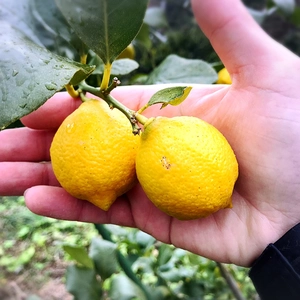 The citrus【mini LEMON】