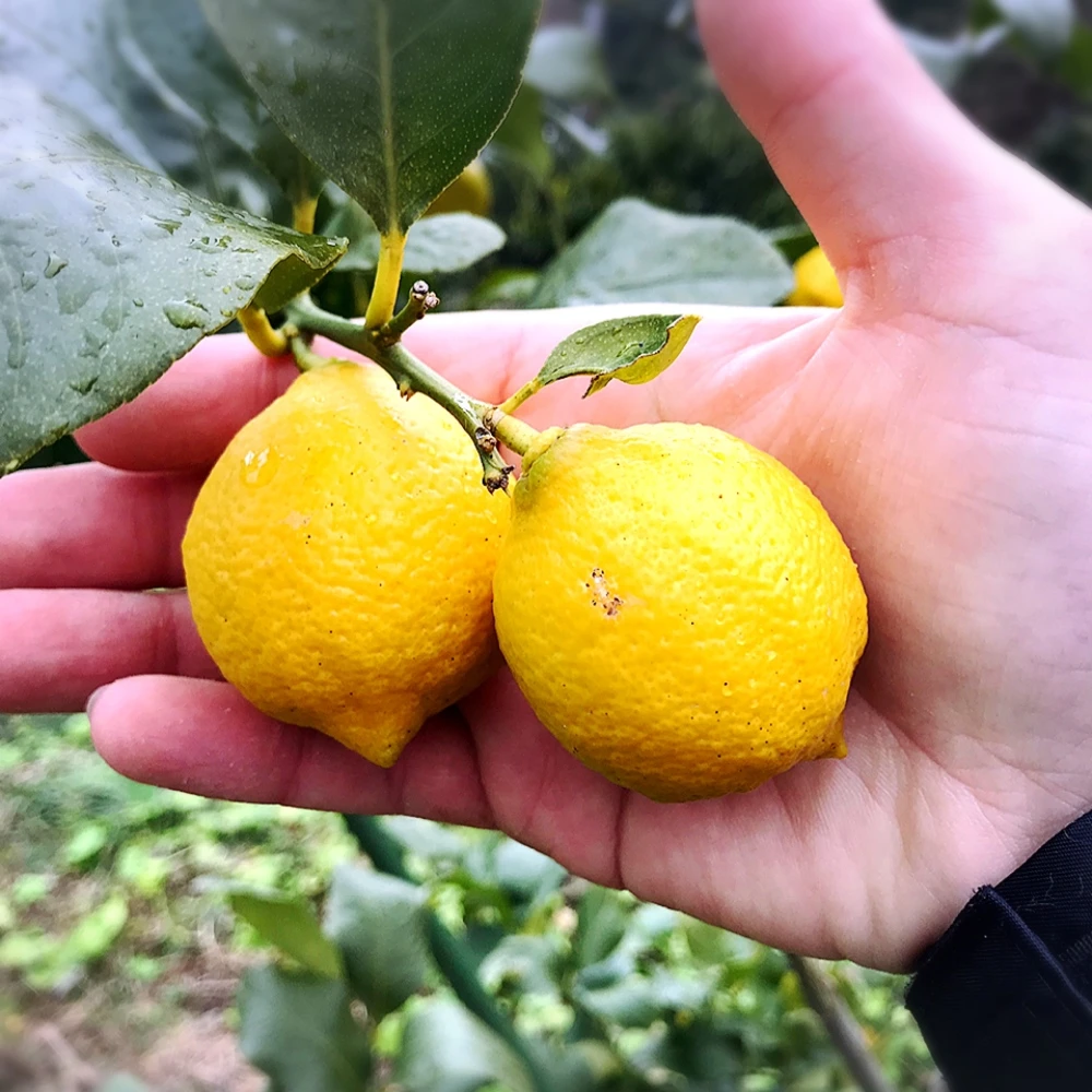 The citrus【mini LEMON】
