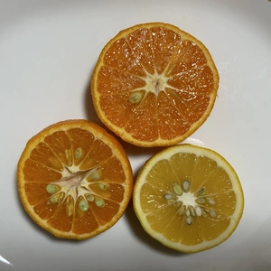 【有機JAS】斉藤茶園『柑橘』セット