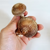 【カナダ人が育てた原木しいたけ】小ぶりなブルしいお味見セット